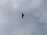 FZ017038 Kestrel (Falco tinnunculus).jpg